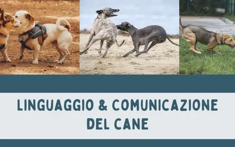 Linguaggio e Comunicazione del Cane – Educazione Cinofila