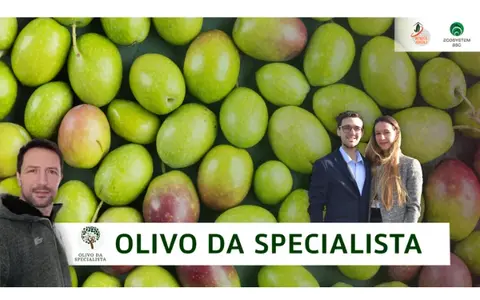 Olivo Da Specialista – Rendita Agricola
