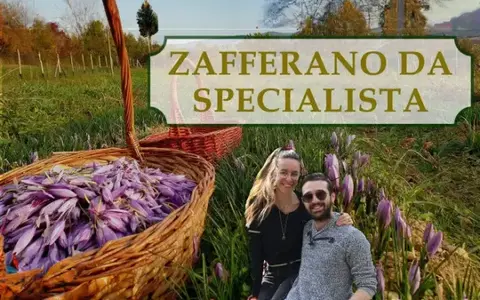 Zafferano Da Specialista – Rendita Agricola